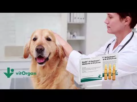 Video om NeyDIL® nr 68 Revitorgan® D4 pro vet.Ampull, 5x2 ml