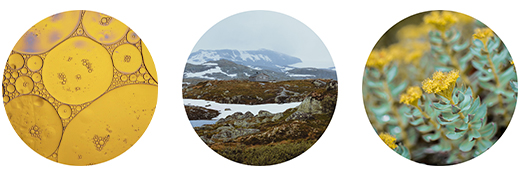FJORDIL Rhodiola Rosea Kapslar, 90 Kapslar
