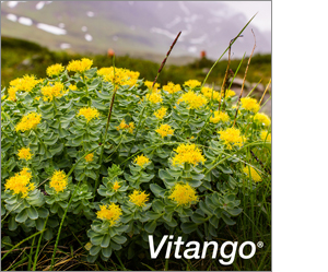 VITANGO Filmdragerade tabletter, 60 st