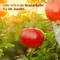 Granatäppleelixir Mediterranean Dr.Jacob`s, 500 ml