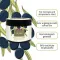 Plantana Olive body cream med vitamin E, 500 ml