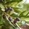 Plantana Olive body cream med vitamin E, 500 ml
